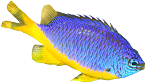 fish 001