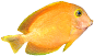 fish toucan 01