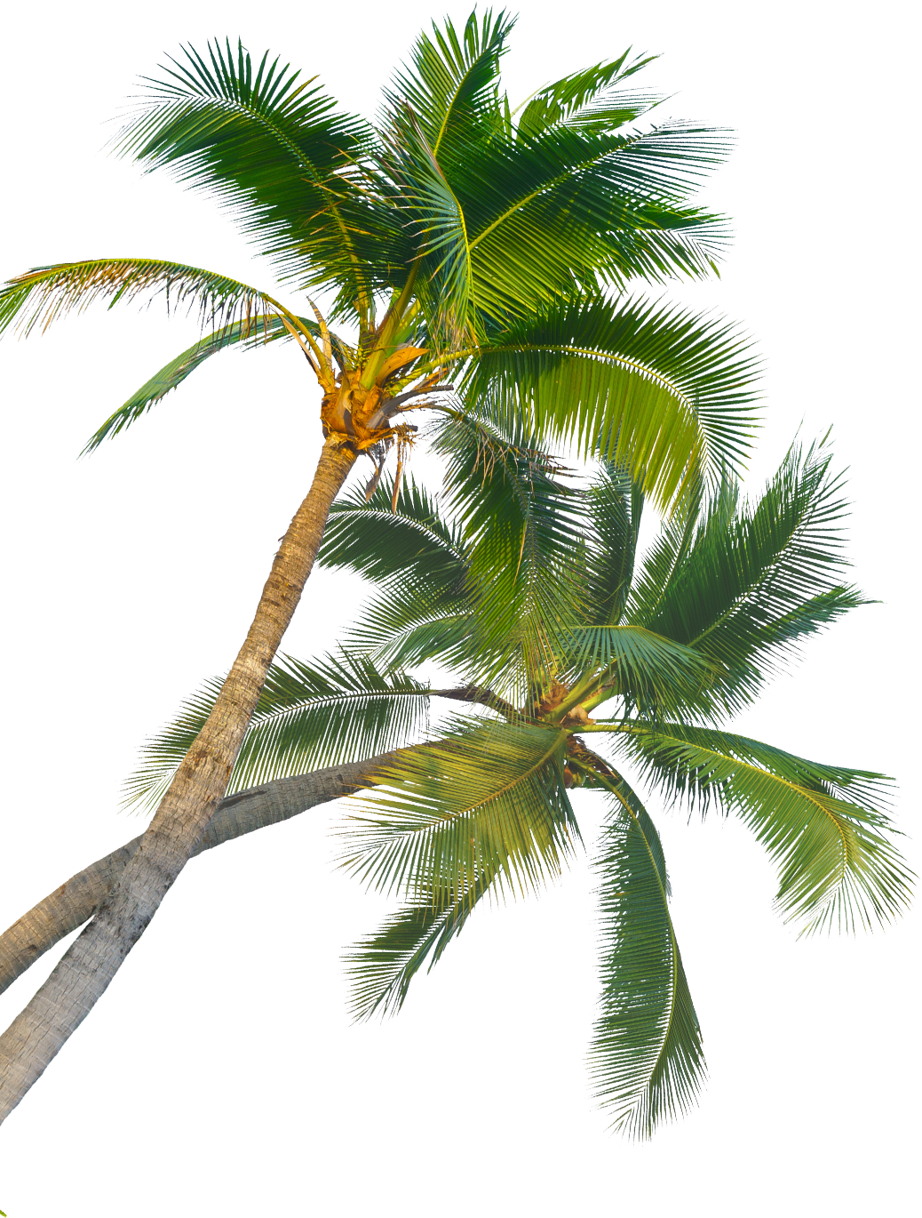 palmy toucan01